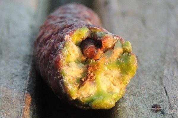 Epinotia immundana, larval. Stockton, 02-01-2023. Copyright Ed Pritchard.
