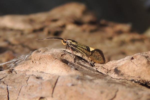 Esperia sulphurella, adult. Stockton, 30-04-2022. Copyright Ed Pritchard.