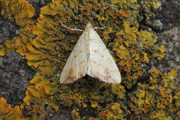 Evergestis extimalis, adult. Saltholme, 13-07-2019. Copyright Ed Pritchard. Evergestis extimalis, adult. Saltholme, 13-07-2019. Copyright Ed Pritchard.