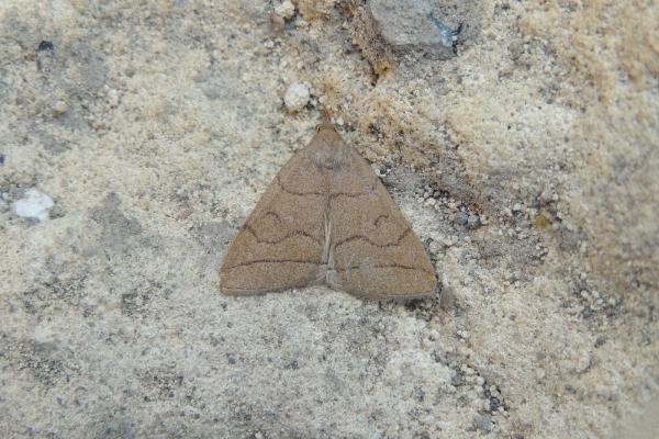 Fan-foot (Herminia tarsipennalis), adult. Stockton, 22-06-2020. Copyright Ed Pritchard.