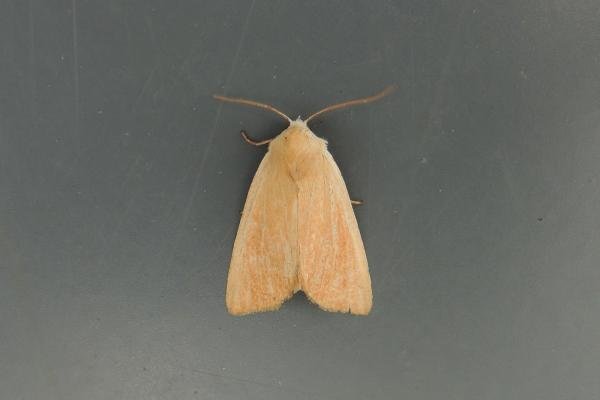Fen Wainscot (Arenostola phragmitidis), adult. Saltholme, 13-08-2020. Copyright Ed Pritchard. Fen Wainscot (Arenostola phragmitidis), adult. Saltholme, 13-08-2020. Copyright Ed Pritchard.