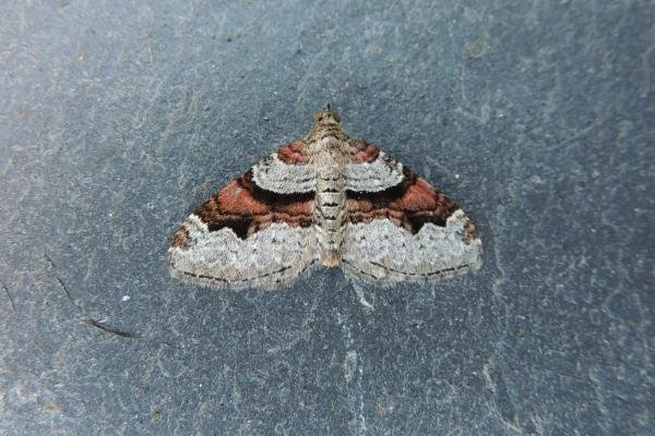 Flame Carpet (Xanthorhoe designata), adult. Stockton, 28-07-2020. Copyright Ed Pritchard.