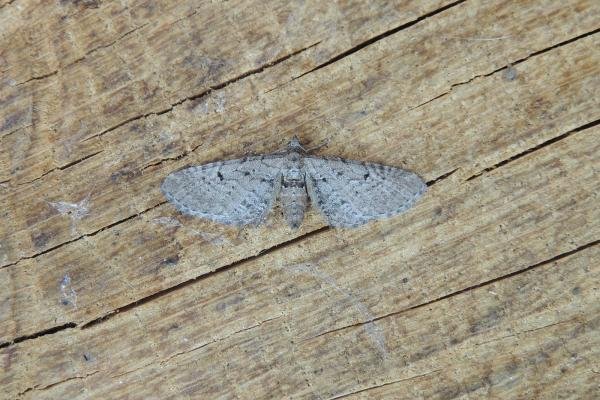 Freyer's Pug (Eupithecia intricata), adult. Stockton, 13-06-2023. Copyright Ed Pritchard. Freyer's Pug (Eupithecia intricata), adult. Stockton, 13-06-2023. Copyright Ed Pritchard.
