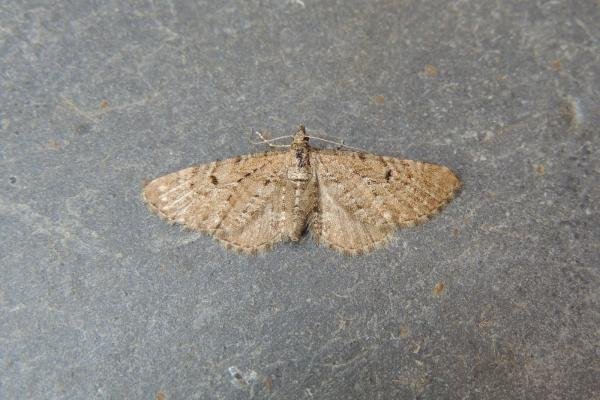 Freyer's Pug (Eupithecia intricata), adult. Stockton, 13-06-2023. Copyright Ed Pritchard. Freyer's Pug (Eupithecia intricata), adult. Stockton, 13-06-2023. Copyright Ed Pritchard.