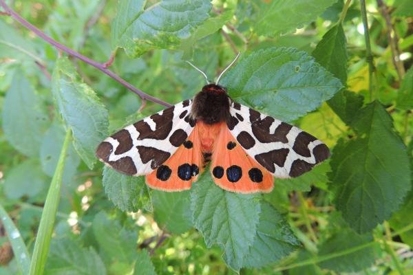 Garden Tiger (Arctia caja), adult. Saltholme, 20-07-2023. Copyright Ed Pritchard. Garden Tiger (Arctia caja), adult. Saltholme, 20-07-2023. Copyright Ed Pritchard.