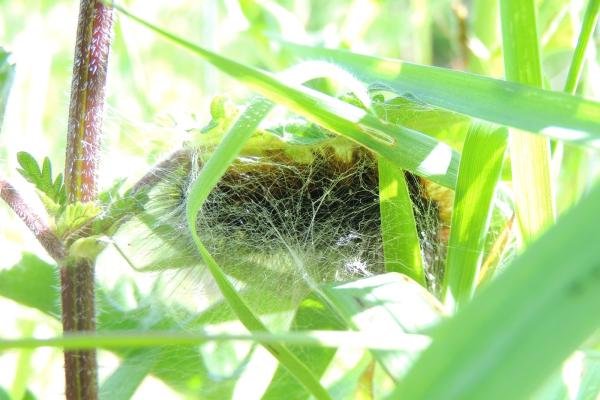 Garden Tiger (Arctia caja), larval. Saltholme, 23-05-2023. Copyright Ed Pritchard.