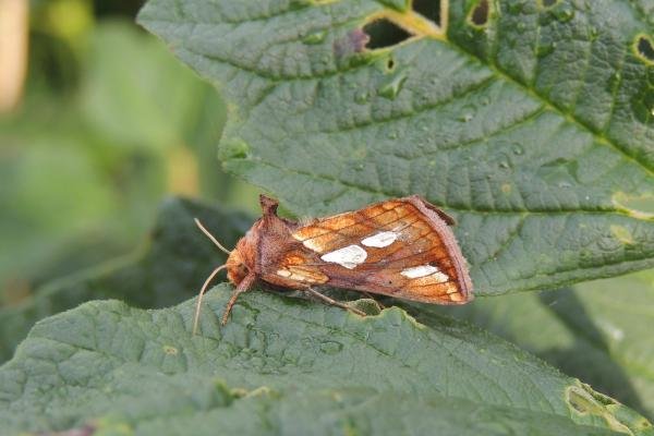 Gold Spot (Plusia festucae), adult. Saltholme, 12-08-2021. Copyright Ed Pritchard. Gold Spot (Plusia festucae), adult. Saltholme, 12-08-2021. Copyright Ed Pritchard.