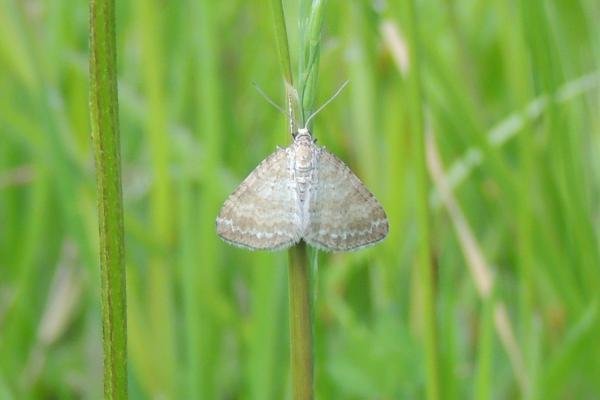Grass Rivulet (Perizoma albulata), adult. Saltholme, 23-05-2023. Copyright Ed Pritchard. Grass Rivulet (Perizoma albulata), adult. Saltholme, 23-05-2023. Copyright Ed Pritchard.