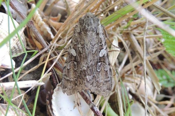 Great Brocade (Eurois occulta), adult. Saltholme, 19-08-2023. Copyright Ed Pritchard. Great Brocade (Eurois occulta), adult. Saltholme, 19-08-2023. Copyright Ed Pritchard.