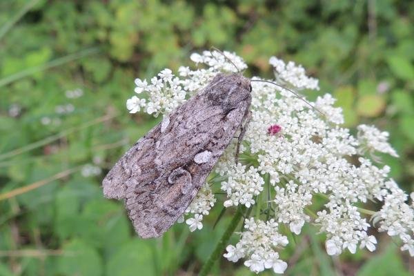 Great Brocade (Eurois occulta), adult. Saltholme, 19-08-2023. Copyright Ed Pritchard. Great Brocade (Eurois occulta), adult. Saltholme, 19-08-2023. Copyright Ed Pritchard.