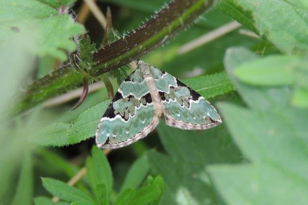 Green Carpet (Colostygia pectinataria), adult. Saltholme, 17-05-2022. Copyright Ed Pritchard.