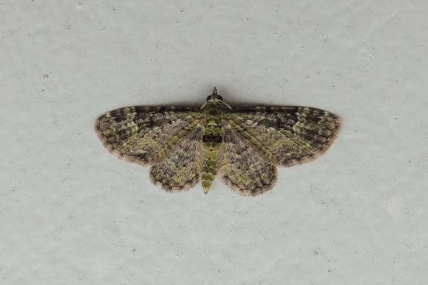 Green Pug (Pasiphila rectangulata), adult. Saltholme, 14-05-2024. Copyright Ed Pritchard. Green Pug (Pasiphila rectangulata), adult. Saltholme, 14-05-2024. Copyright Ed Pritchard.