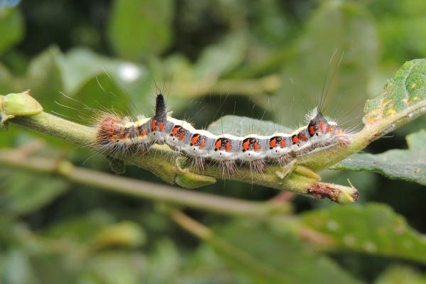 Grey Dagger (Acronicta psi), larval. Saltholme, 20-07-2023. Copyright Ed Pritchard.