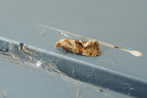 Gynnidomorpha alismana, adult. Saltholme, 31-07-2020. Copyright Ed Pritchard. Gynnidomorpha alismana, adult. Saltholme, 31-07-2020. Copyright Ed Pritchard.