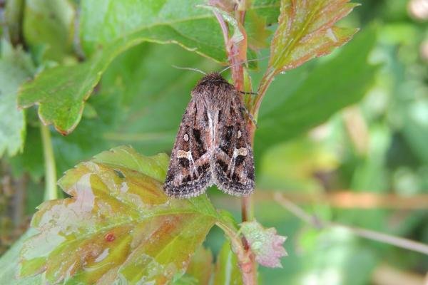 Haworth's Minor (Celaena haworthii), adult. Saltholme, 12-08-2021. Copyright Ed Pritchard. Haworth's Minor (Celaena haworthii), adult. Saltholme, 12-08-2021. Copyright Ed Pritchard.