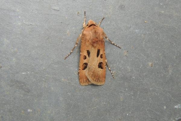 Heart and Dart (Agrotis exclamationis), adult. Stockton, 04-06-2022. Copyright Ed Pritchard. Heart and Dart (Agrotis exclamationis), adult. Stockton, 04-06-2022. Copyright Ed Pritchard.