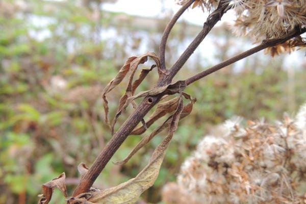Hemp Agrimony Plume (Adaina microdactyla), larval feeding signs. Saltholme, 04-10-2023. Copyright Ed Pritchard.