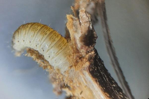 Hemp Agrimony Plume (Adaina microdactyla), larval. Saltholme, 04-11-2023. Copyright Ed Pritchard.