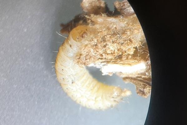 Hemp Agrimony Plume (Adaina microdactyla), larval. Saltholme, 04-11-2023. Copyright Ed Pritchard.