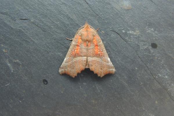 Herald (Scoliopteryx libatrix), adult. Stockton, 04-08-2021. Copyright Ed Pritchard.