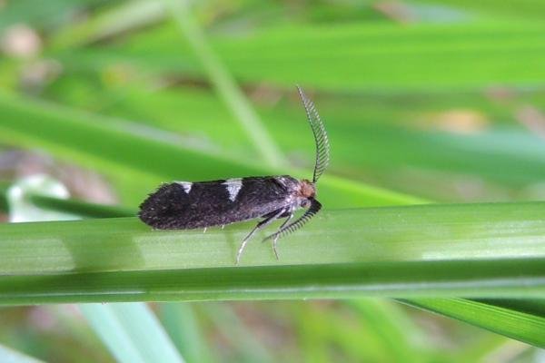 Incurvaria masculella, adult. Saltholme, 11-05-2023. Copyright Ed Pritchard.