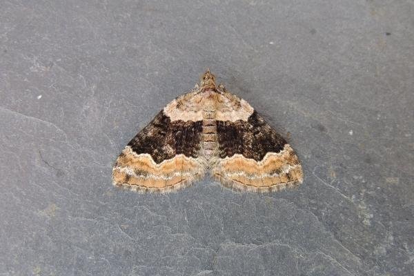 Large Twin-spot Carpet (Xanthorhoe quadrifasiata), adult. Stockton, 09-07-2022. Copyright Ed Pritchard. Large Twin-spot Carpet (Xanthorhoe quadrifasiata), adult. Stockton, 09-07-2022. Copyright Ed Pritchard.