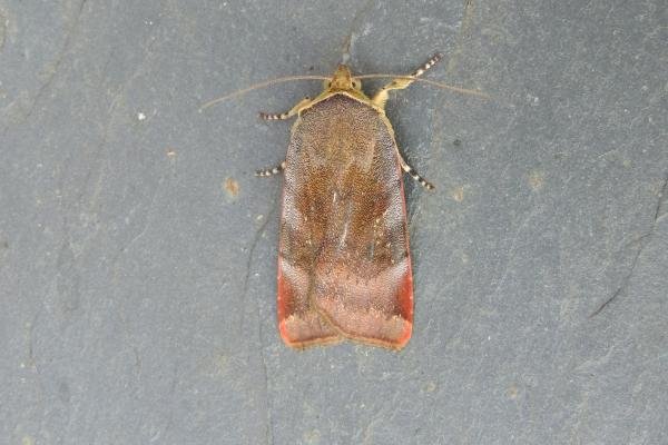 Lesser Broad-bordered Yellow Underwing (Noctua janthe), adult. Stockton, 04-08-2021. Copyright Ed Pritchard. Lesser Broad-bordered Yellow Underwing (Noctua janthe), adult. Stockton, 04-08-2021. Copyright Ed Pritchard.