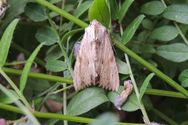Light Arches (Apamea lithoxylaea), adult. Stockton, 30-06-2022. Copyright Ed Pritchard.