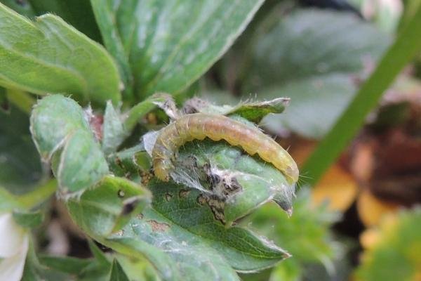 Light Brown Apple Moth (Epiphyas postvittana), larval. Stockton, 18-05-2022. Copyright Ed Pritchard.