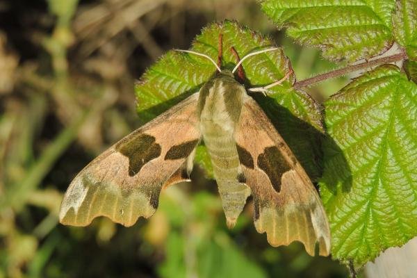 Lime Hawk-moth (Mimas tiliae), adult. Saltholme, 22-06-2019. Copyright Ed Pritchard.