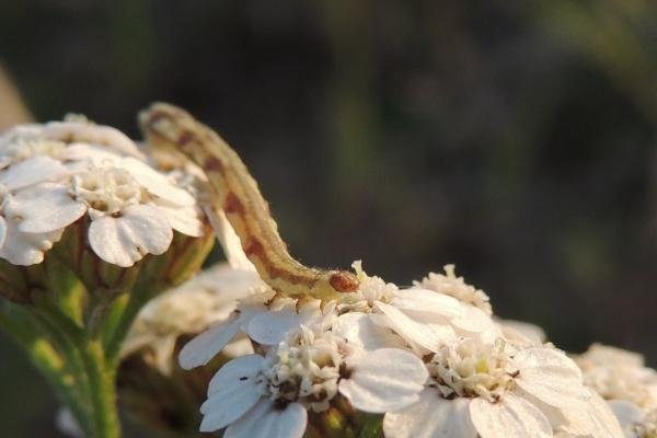Lime-speck Pug (Eupithecia centaureata), larval. Saltholme, 15-10-2023. Copyright Ed Pritchard.
