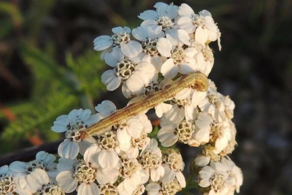 Lime-speck Pug (Eupithecia centaureata), larval. Saltholme, 15-10-2023. Copyright Ed Pritchard.