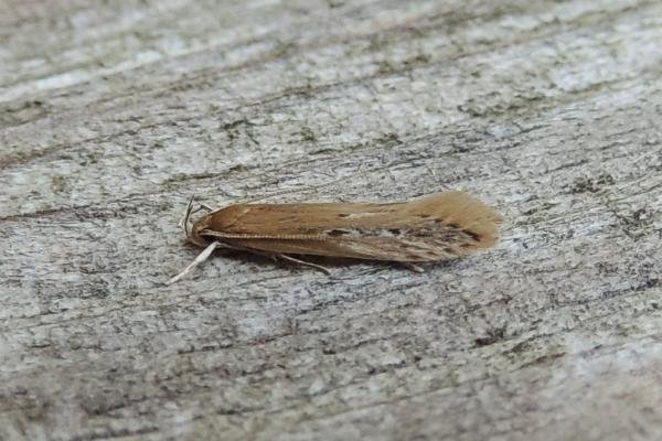 Limnaecia phragmitella, adult. Saltholme, 22-06-2023. Copyright Ed Pritchard. Limnaecia phragmitella, adult. Saltholme, 22-06-2023. Copyright Ed Pritchard.