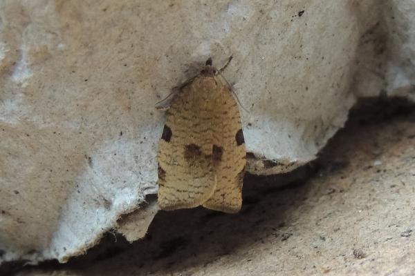 Lozotaenia forsterana, adult. Stockton, 04-06-2022. Copyright Ed Pritchard.
