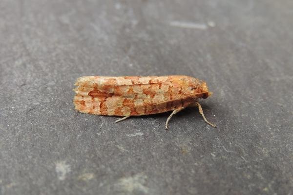 Lozotaeniodes formosana, adult. Stockton, 13-07-2018. Copyright Ed Pritchard. Lozotaeniodes formosana, adult. Stockton, 13-07-2018. Copyright Ed Pritchard.