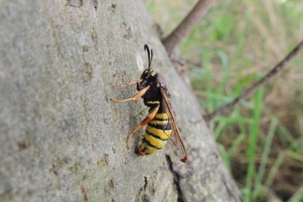 Lunar Hornet Moth (Sesia bembeciformis), adult. Saltholme, 13-07-2023. Copyright Ed Pritchard. Lunar Hornet Moth (Sesia bembeciformis), adult. Saltholme, 13-07-2023. Copyright Ed Pritchard.