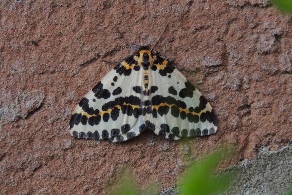 Magpie Moth (Abraxas grossulariata), adult. Stockton, 26-06-2022. Copyright Ed Pritchard. Magpie Moth (Abraxas grossulariata), adult. Stockton, 26-06-2022. Copyright Ed Pritchard.