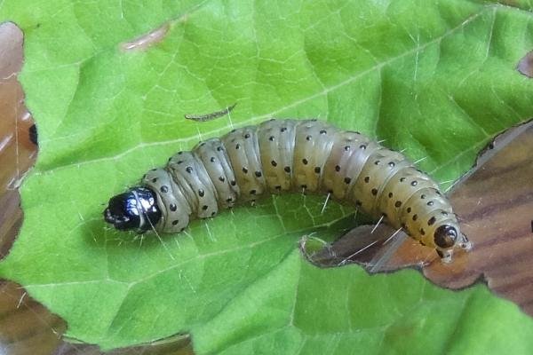 Marbled Orchard Tortrix (Hedya nubiferana), larval. Saltholme, 28-04-2024. Copyright Ed Pritchard.
