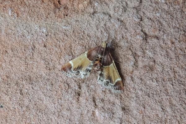 Meal Moth (Pyralis farinalis), adult. Stockton, 21-09-2019. Copyright Ed Pritchard. Meal Moth (Pyralis farinalis), adult. Stockton, 21-09-2019. Copyright Ed Pritchard.
