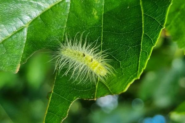 Miller (Acronicta leporina), larval. Saltholme, 17-07-2024. Copyright Ed Pritchard.