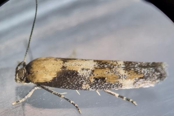 Mompha bradleyi, adult. Stockton, 19-10-2024. Copyright Ed Pritchard.
