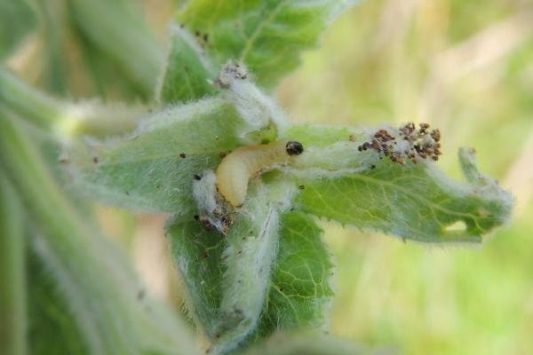 Mompha epilobiella, larval. Saltholme, 07-07-2023. Copyright Ed Pritchard.