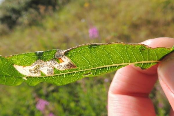 Mompha raschkiella, mine. Saltholme, 11-07-2022. Copyright Ed Pritchard.