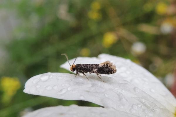 Monopis weaverella, adult. Saltholme, 18-08-2023. Copyright Ed Pritchard. Monopis weaverella, adult. Saltholme, 18-08-2023. Copyright Ed Pritchard.