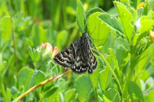 Mother Shipton (Callistege mi), adult. Saltholme, 02-06-2022. Copyright Ed Pritchard. Mother Shipton (Callistege mi), adult. Saltholme, 02-06-2022. Copyright Ed Pritchard.