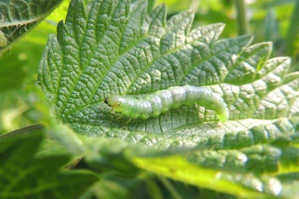 Mother of Pearl (Patania ruralis), larval. Stockton, 26-05-2023. Copyright Ed Pritchard.