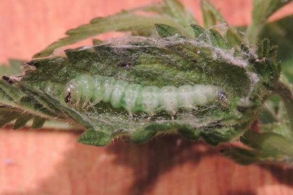 Mother of Pearl (Patania ruralis), larval. Stockton, 03-06-2023. Copyright Ed Pritchard.