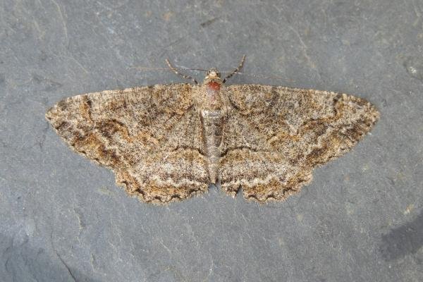Mottled Beauty (Alcis repandata), adult. Stockton, 24-06-2022. Copyright Ed Pritchard. Mottled Beauty (Alcis repandata), adult. Stockton, 24-06-2022. Copyright Ed Pritchard.