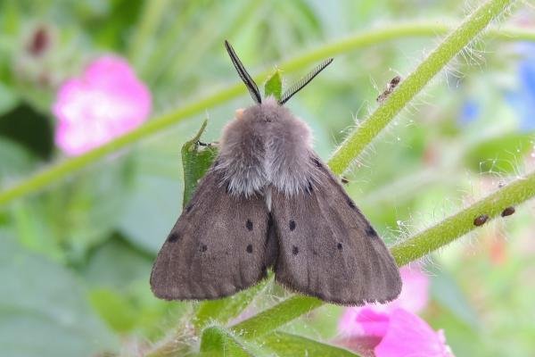 Muslin Moth (Diaphora mendica), adult, male. Stockton, 12-05-2024. Copyright Ed Pritchard. Muslin Moth (Diaphora mendica), adult, male. Stockton, 12-05-2024. Copyright Ed Pritchard.