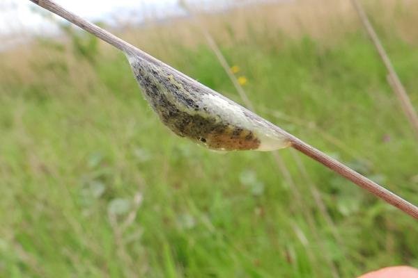 Narrow-bordered Five-spot Burnet (Zygaena lonicerae), cocoon. Saltholme, 18-05-2024. Copyright Ed Pritchard.